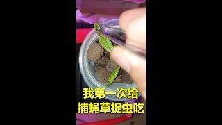 149 我抓了一只虫子喂给捕蝇草，水培的捕蝇草后续怎样？很不幸大部分都已经死掉了--- 投笔从农朱叫兽 365挑战之149