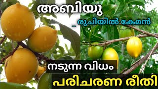 അബിയു വളർത്തുന്നവർ അറിയേണ്ടത്, പരിപാലനവും നടീൽ രീതിയും/Abiu fruit malayalam, Plant care@BSDREAMS916