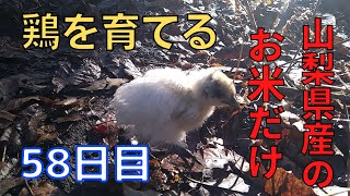 【58日目】お米だけで鶏を育てる