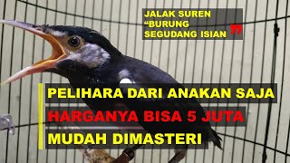 KELEBIHAN MEMELIHARA JALAK SUREN DARI ANAKAN