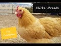 BUFF ORPINGTON CHICKEN : All about the breed