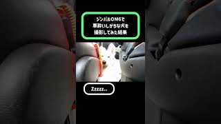 車酔いしがちなホワイトシェパードをジンバルで撮影してみた結果　#shorts #犬の車酔い #OM6