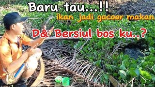 Bukti nyata S!ULAN membawah STRIKE.. || Mancing dirawa parit