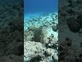 titan triggerfish vs octopus viralhog