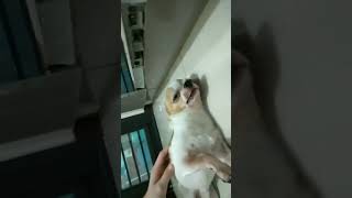 可以重播很多次的吉娃娃小咪 #chihuahua