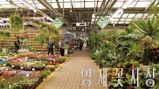 봄내음 불씬 풍기는 양재꽃시장 💐🌸🌹🌺🌻🌼 Yangjae Flower Market with the scent of spring