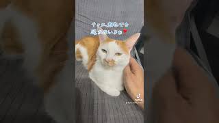 チャニ、意地でも退かないよぉ❣️#猫と生きる#猫のいる暮らし#猫のいる生活#猫の日常#猫好き#猫#ねこ#ネコ#にゃんこ#ニャンコ#意地#酒飲み#酒呑み