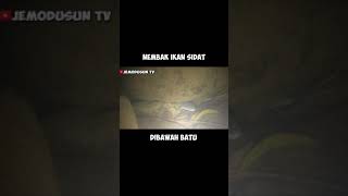 Nembak ikan sidat malam hari