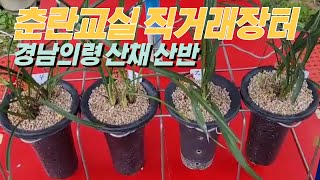 직거래장터(판매완료) / 경남의령에서 직접 산채한 산반 5분 분양