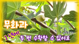 Growing fig trees / From cutting figs to harvesting / Making fig cuttings