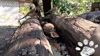 Himalayan bulbul closeup