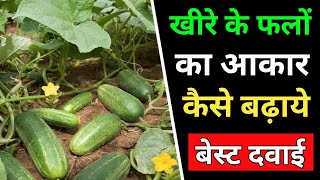 खीरे के फलों का आकार बढ़ाये | Kheere Ka Aakar Badhane Ki Dawai |