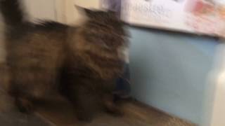 An absolute unit of a cat defends his home from imminent threat