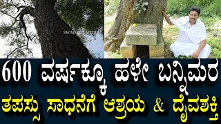 ತಪಸ್ಸು ಮಾಡಲು \u0026 ಸಾಧನೆ ಮಾಡಲು ಯೋಗ್ಯ ಸ್ಥಳ | 600 ವರ್ಷಗಳಿಗೂ ಹಳೆಯ ಬನ್ನಿ ಮರ | Oldest Banni Tree