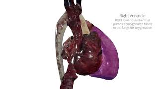 3D Visualization of Cardiac Anatomy