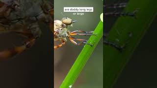 Diptera #insects #education