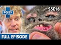 Old Spider Monkey's Horribly Infected Mouth 🐵| Bondi Vet Season 5 Ep 16 | Bondi Vet Full Episodes