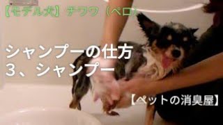 【モデル犬】　チワワ（ペロ）　シャンプーの仕方「３、シャンプー」　【ペットの消臭屋】