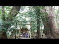 no.19　瓜生野八幡神社のクスノキ群