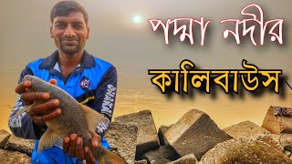 মাওয়া পুরান ফেরিঘাট থেকে কালিবাউস মাছ ধরলাম | fishing Kalibaus on the river.