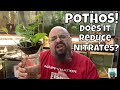 HOW TO LOWER NITRATES WITHOUT CHANGING WATER! ADD POTHOS PLANT TO AQUARIUM!