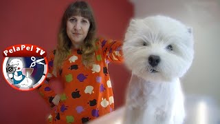 PELUQUERÍA CANINA, corte de pelo westy paso a paso, arreglo orejas westie con ANA BELÉN GONZÁLEZ