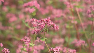 高原彩る赤ソバの花満開　ネパールなど原産　東京オリパラきっかけに栽培