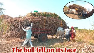 उसाची बैलगाडी part-34 | Sugarcane transportation by bullock cart | usachi bailgadi