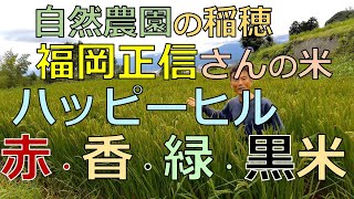 自然農園の稲穂の姿　福岡正信さんの米「ハッピーヒル」、古代米の赤米、黒米、緑米、香米