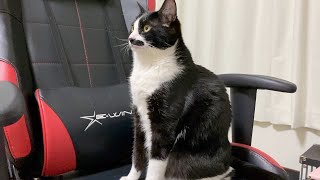 ゲーミングチェアを独占して満足するまで遊ぶ猫