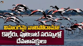 విహంగమై వాలిపోదామా! కొల్లేరు, పులికాట్ సరస్సుల్లో దేవతాపక్షులు | Foreign Bird in Pulicat Lake | 10TV