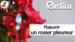 Rajeunir un rosier pleureur