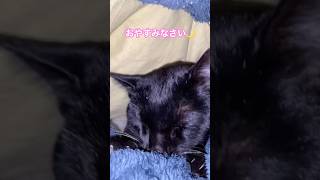 おやすみの挨拶にぃに #capcut #short #cat #猫のいる生活 #保護猫との暮らし