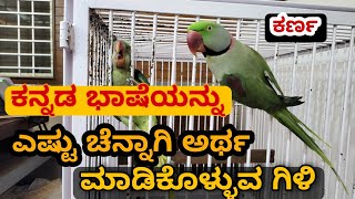 ಕರ್ಣ🦜(Parrot) ಕನ್ನಡವನ್ನು ಎಷ್ಟು ಚೆನ್ನಾಗಿ ಅರ್ಥ ಮಾಡಿಕೊಳ್ಳುತ್ತಾನೆ ನೋಡಿ | Parrots big cage 🦜🦜