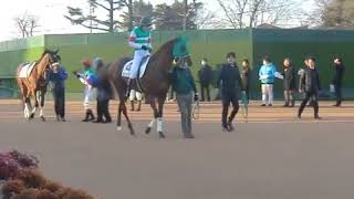 【ゴットフリート】花道にて｜4歳上1000万以下｜中山競馬場