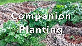 April 2018 update - Companion Planting