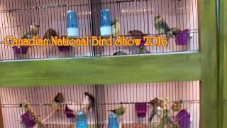 Canadian National Cage Bird Show \u0026 Expo 2016