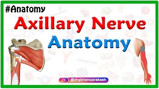 Axillary nerve Anatomy : Origin, Course, Branches, innervation : Usmle Step 1 Anatomy