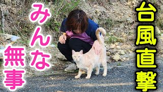 台風１０号が直撃...お山の猫ちゃんはみんな無事でした！