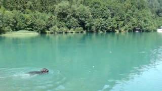 Bouvier Vinou retrieving a ball out of the Klammsee near Kaprun.