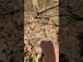 early black morel habitat in northeast ohio.