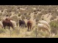 encontramos duna gigante e misteriosa estrada na cordilheira e um paraiso no deserto argentino