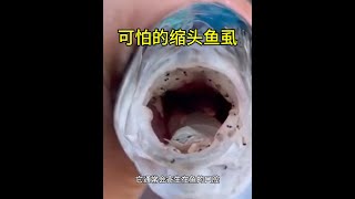 縮頭魚蝨趴在魚的舌頭上，直至將魚的舌頭啃食殆盡才肯罷手！ #縮頭魚蝨 #海洋生物 #內容啟發搜索