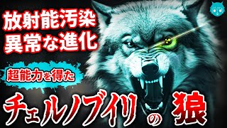 【衝撃】チェルノブイリのオオカミ、突然変異で凄まじい力を手にしていた