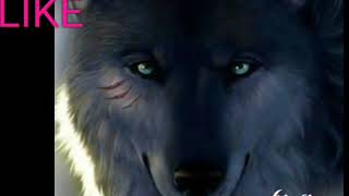 Lobos LINDOS+uma surpresa no final um lobo fofinho q AWN!!!!!!!