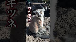 大人気動物のトリビアを紹介！ #伊豆シャボテン動物公園#shots #capybara #ワオキツネザル #ミーアキャット