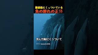 難破船にくっついている魚の群れの正体