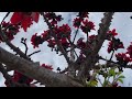 Red Silk Cotton Tree in bloom. Australia,Queensland.