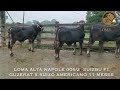 Reproductores  Suizbu Lechero F1 (Guzerat Lechero x Suizo Americano)