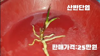 #한국춘란 산채품(판매영상)입니다#난초랑